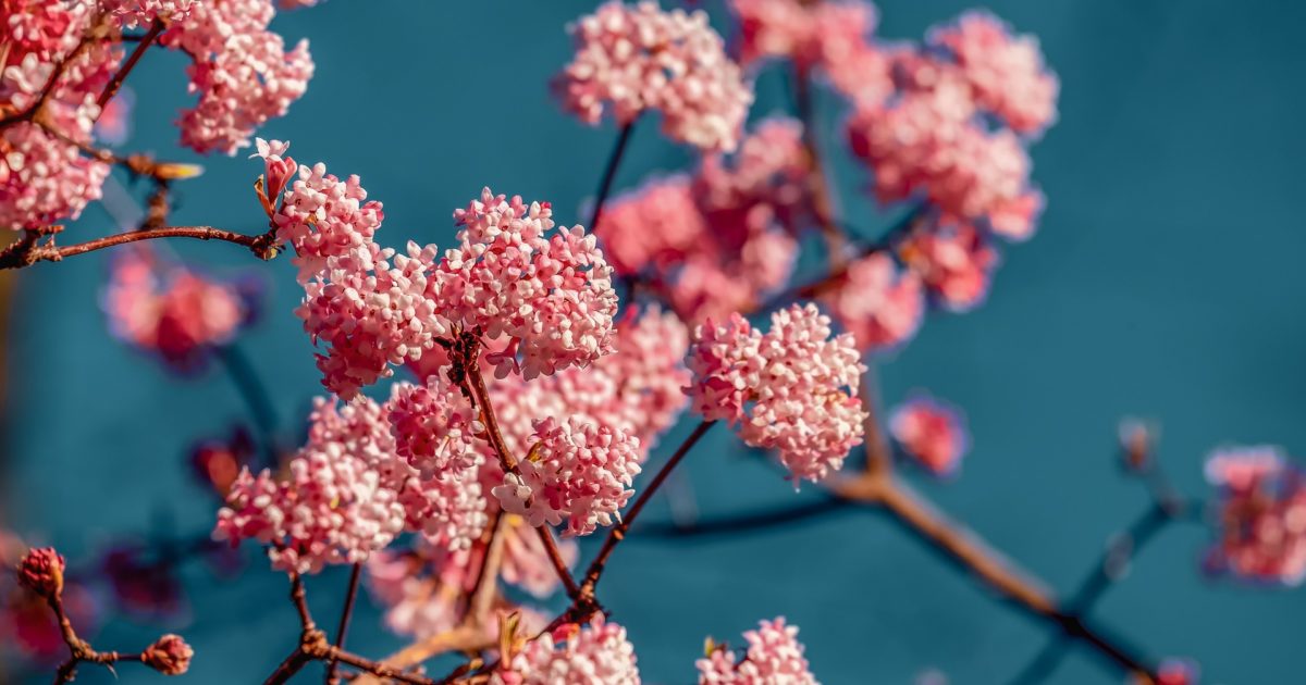 viburnum-4015821_1920